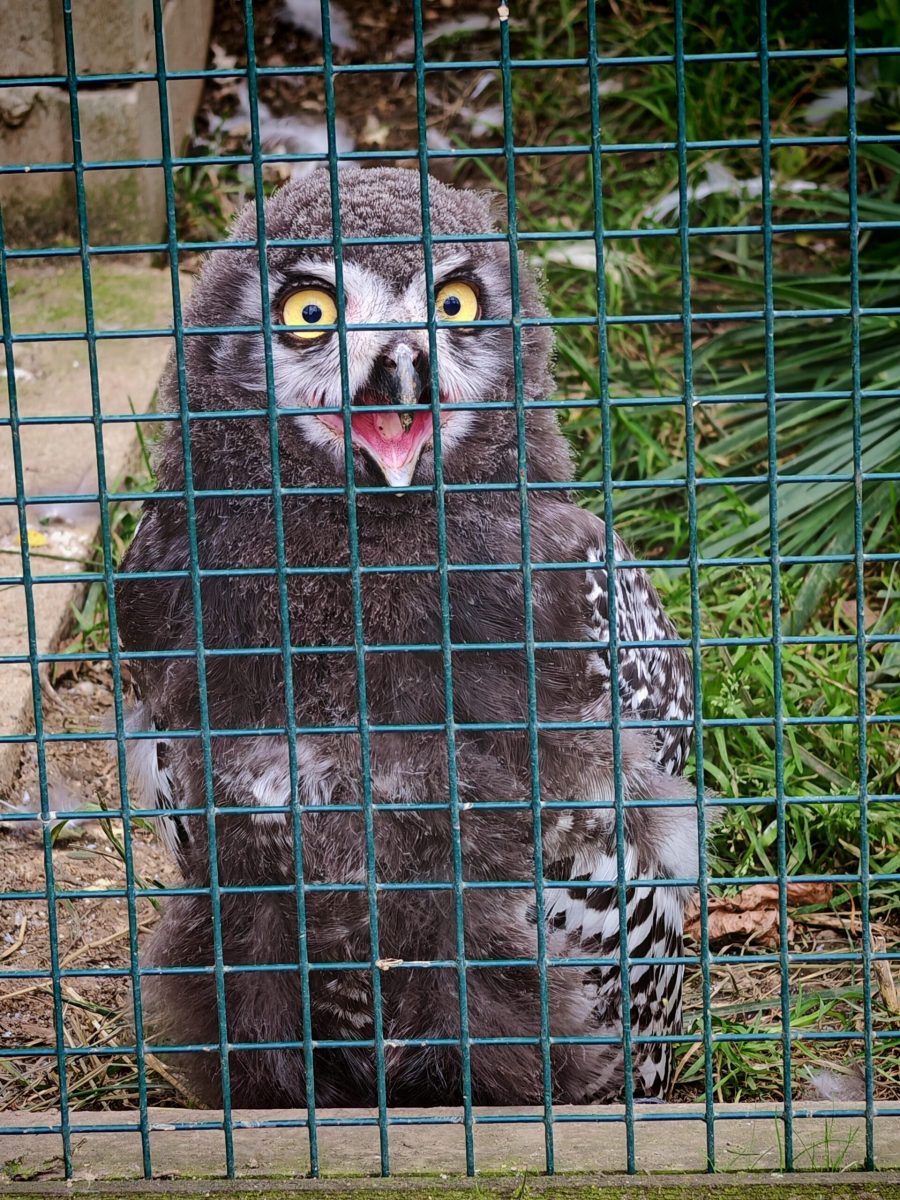 2025_ZOO-ZAJEZD_IMG_20250808_144027-scaled