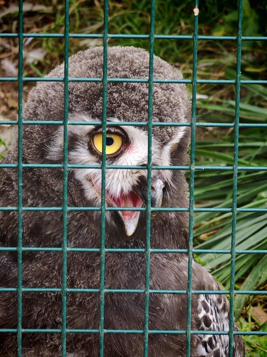 2025_ZOO-ZAJEZD_IMG_20250808_144114-scaled