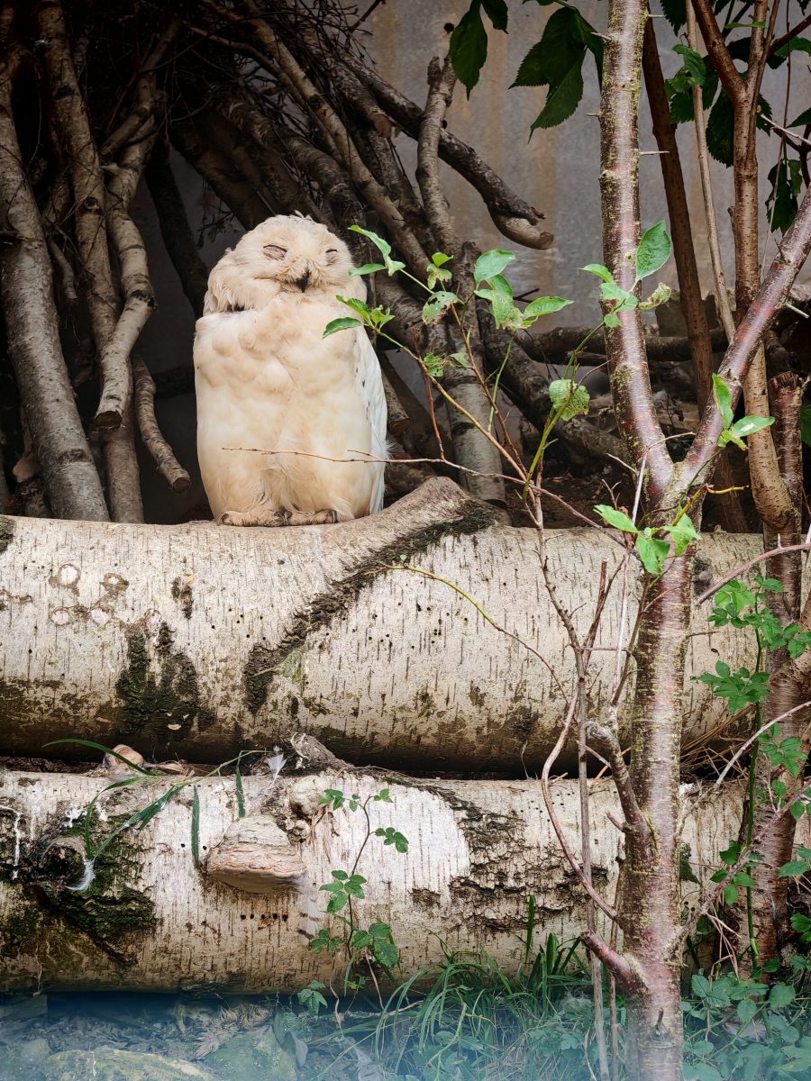 2025_ZOO-ZAJEZD_IMG_20250808_144215-scaled