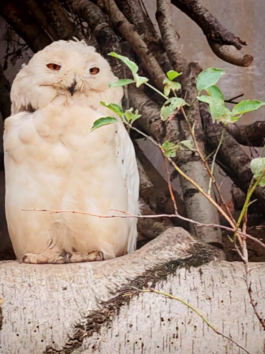 2025_ZOO-ZAJEZD_IMG_20250808_144311-scaled